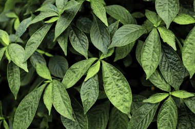 Doku ile yeşil yaprakları.