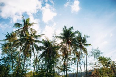 Gökyüzü ile çiftlikte hindistan cevizi ağacı.