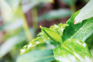 Güneşin doğuşunda genç bitkiler.