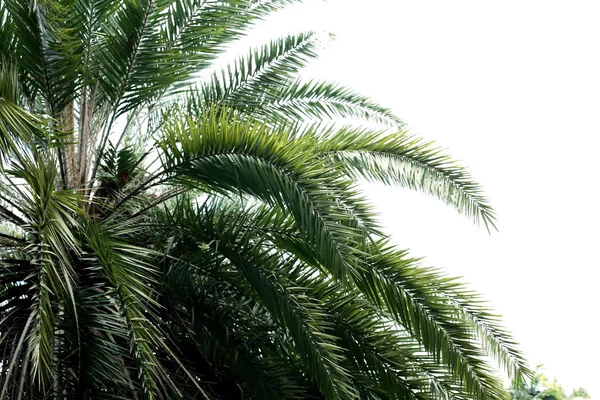 Palmbladeren met de lucht. — Stockfoto