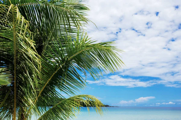 Palm tree at sea with sky. — 스톡 사진