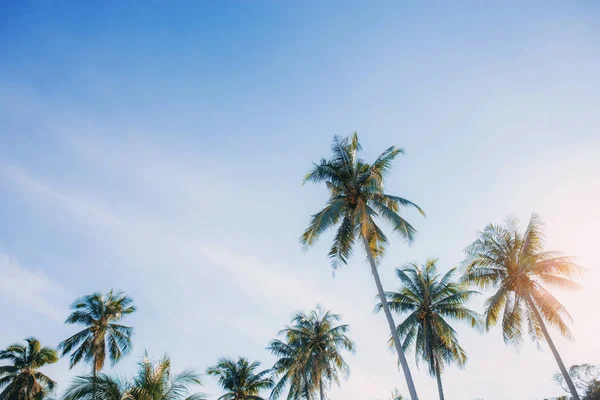 Кокосове дерево на сонячному світлі з небом . — стокове фото