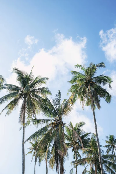 Coconut tree at sunlight. — 스톡 사진