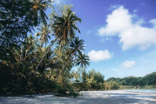 Kokosowe drzewo na plaży na niebie. — Zdjęcie stockowe