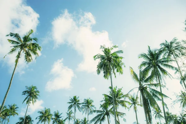 椰子树与蓝蓝的天空. — 图库照片