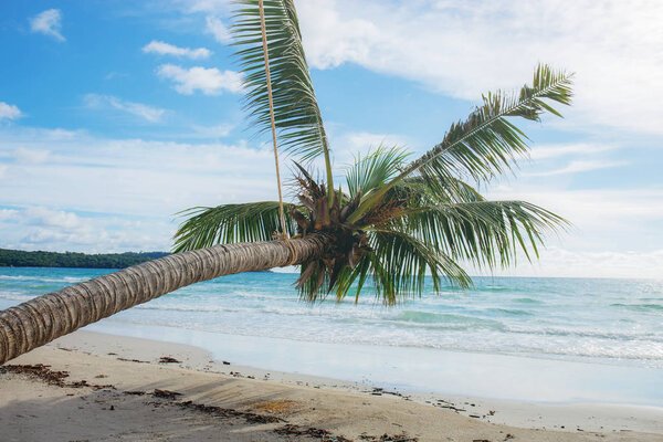 Coconut with sky.