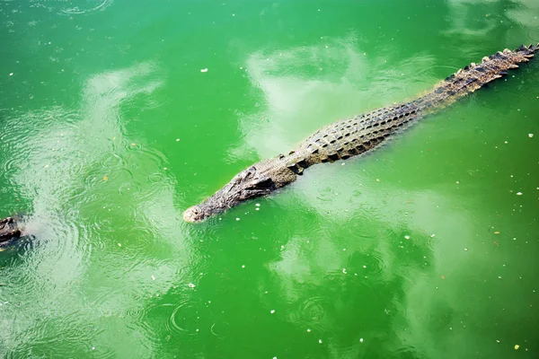 Vízen élő krokodil a gazdaságban. — Stock Fotó