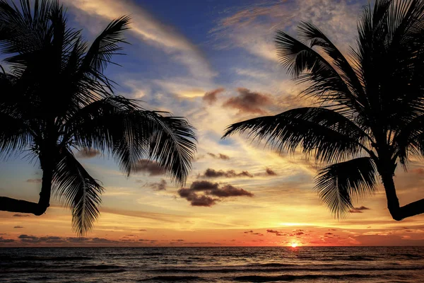Пальма на закате. — стоковое фото