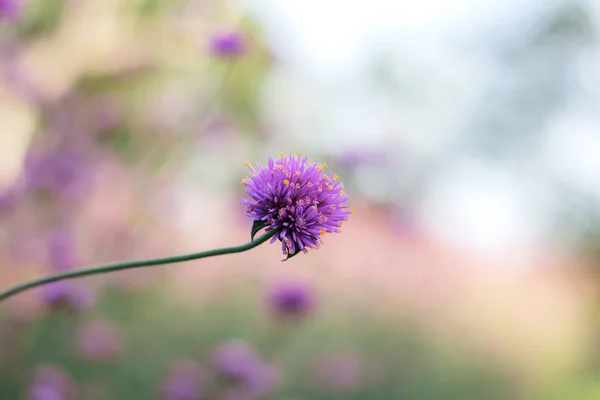 Purple flower at sunrise. — Stock Photo, Image