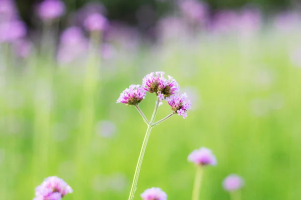 Verbena en invierno . —  Fotos de Stock