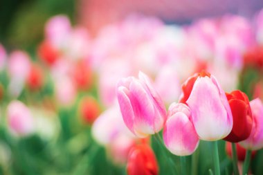 Kışın pembe lale.