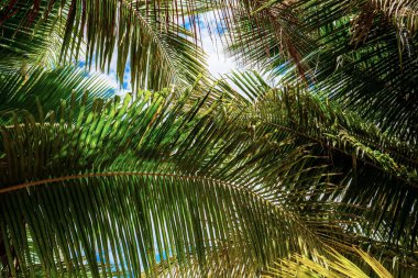 Hindistan cevizi yaprakları desenli.