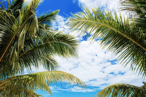 Latem liście kokosowe na niebie. — Zdjęcie stockowe