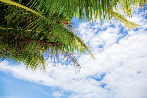 Folhas de coco com fundo céu . — Fotografia de Stock