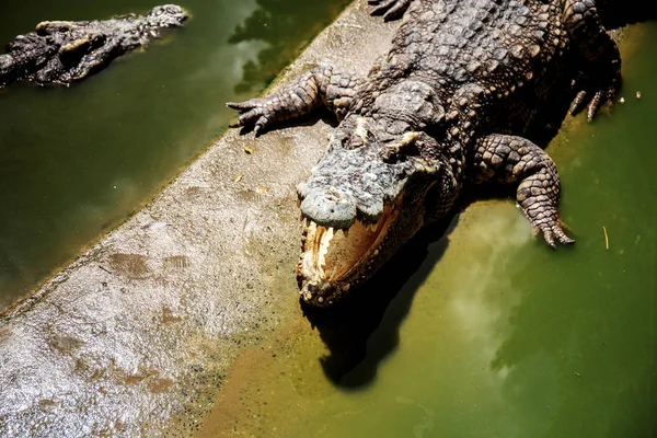 Krokodil in vijver. — Stockfoto