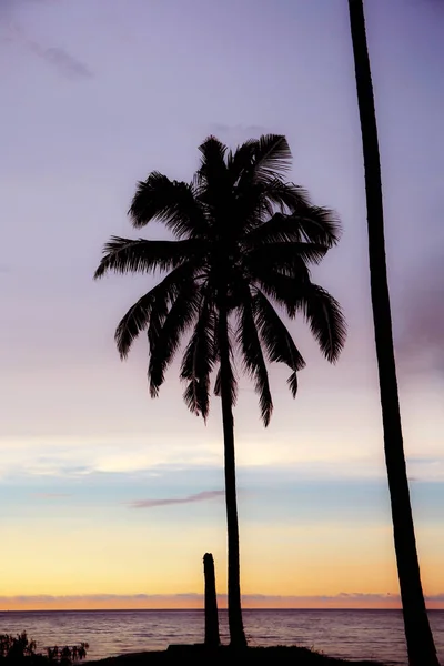 Palme auf See. — Stockfoto