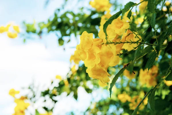 Flor amarilla en el cielo . — Foto de Stock