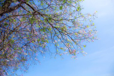 Mavi gökyüzünde Tabaek çiçekleri dalları.