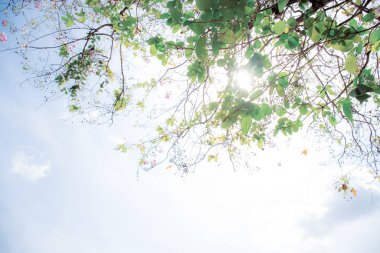 Güneş ışığıyla dal.