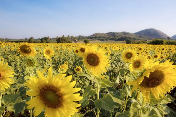 Sonnenblume im Feld bei Sonnenuntergang. — Stockfoto