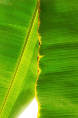 Muz yaprakları ile doku.