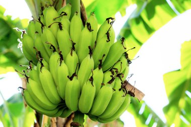 Çiğ muz ağaçta yetişiyor..