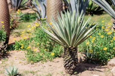 Kaktüsler toprakta yetişiyor..