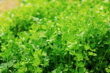 Tarlada yeşil kereviz.