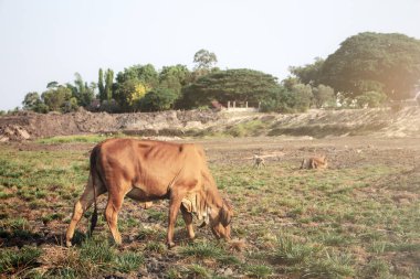 Güneş ışığı olan çiftlik hayvanları..