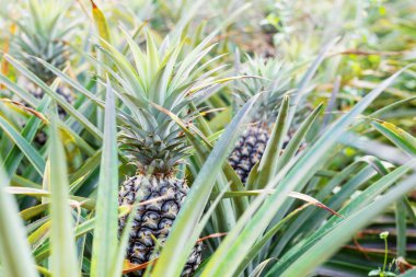 Ağaçta ananas yetişiyor..