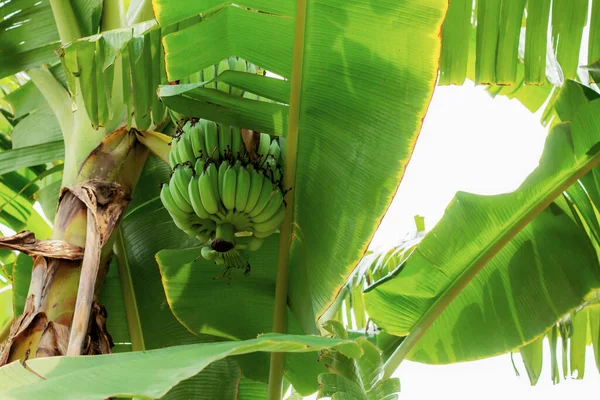 Banana raw with sunlight.