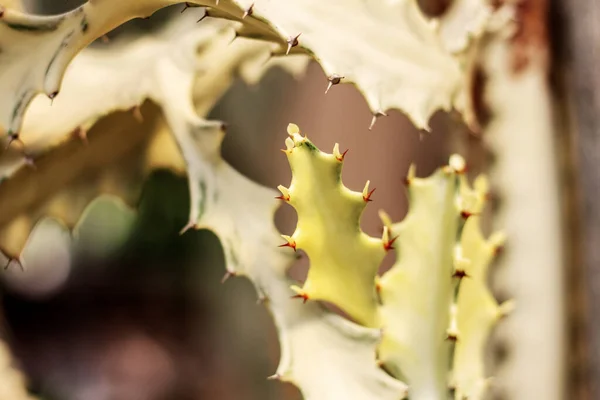 Cactus in un parco . — Foto Stock