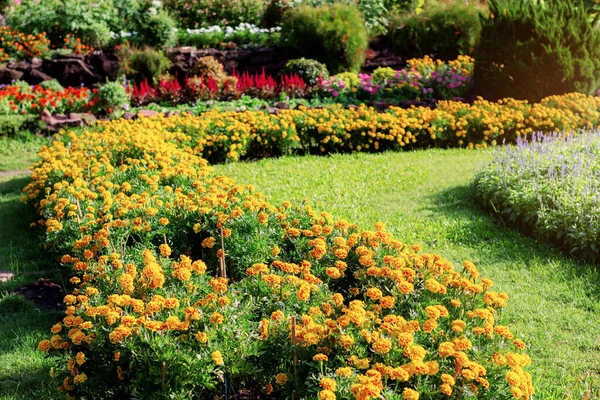 Ringelblume im Garten. — Stockfoto