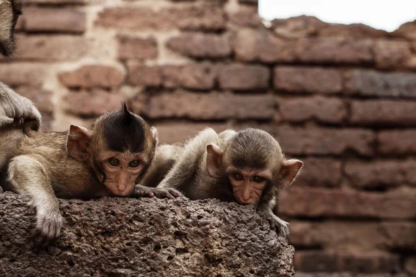 猴子在动物园里找. — 图库照片