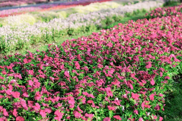 Fiore rosa in piantagione . — Foto Stock