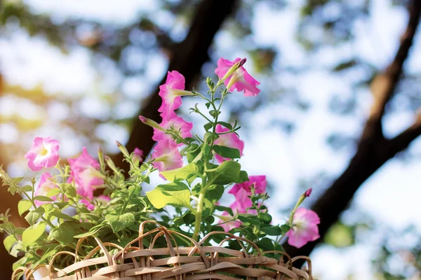 Rosa blomma på krukväxter. — Stockfoto