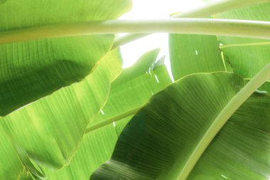 Güneş ışığında muz yaprağı.