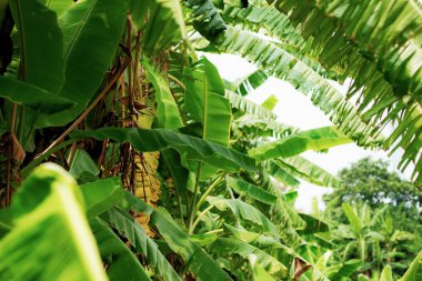 Kırsal muz ağacı.