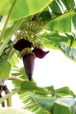 Gökyüzünde büyüyen muzlar.