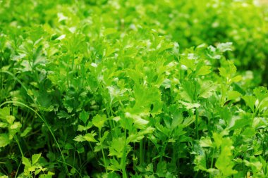 Çiftlikte kereviz yetiştiriyorum..