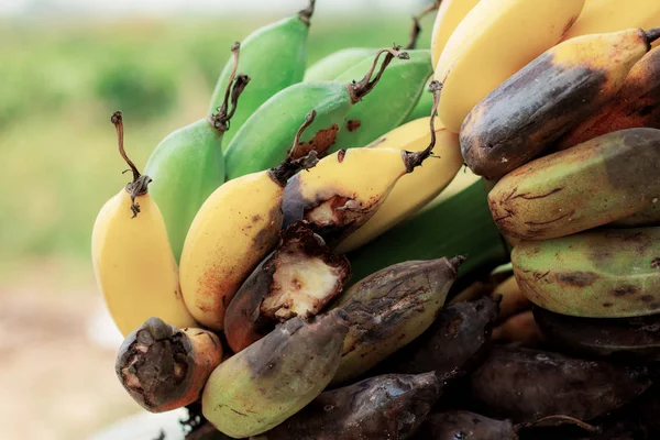 Banana matura e marcio su albero . — Foto Stock