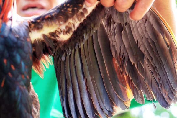 Frango de asas . — Fotografia de Stock