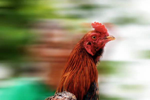 Frango com fundo embaçado . — Fotografia de Stock