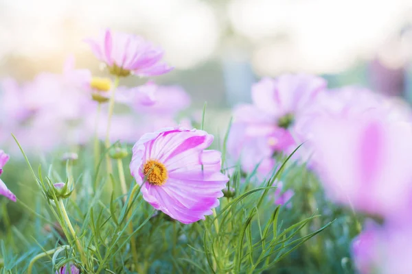 Cosmos con la belleza . —  Fotos de Stock