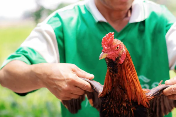 Gamecocks com as pessoas cuidado . — Fotografia de Stock