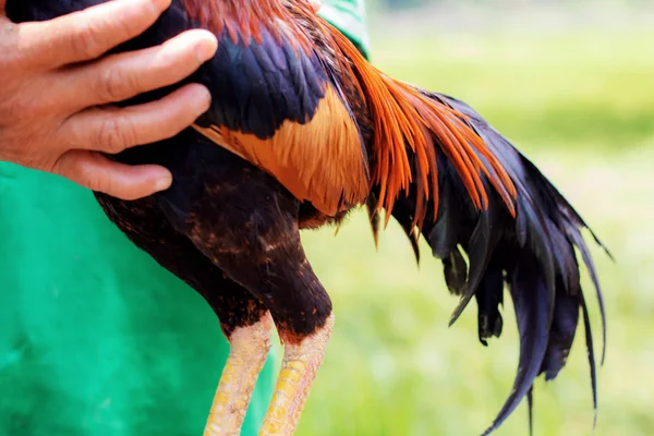 Gamecocks com pessoas . — Fotografia de Stock