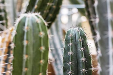 Cactus of thorns in park.