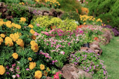 birçok bahçede çiçek.