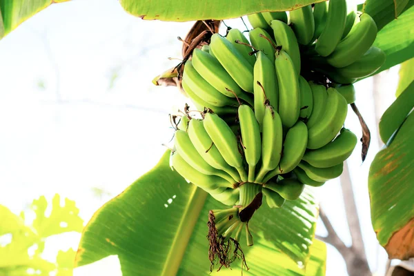 Raw bananas on tree with sunlight. — Stockfoto