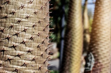 Thorny tree with danger.